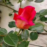 Bed & Breakfast La Casa Gialla