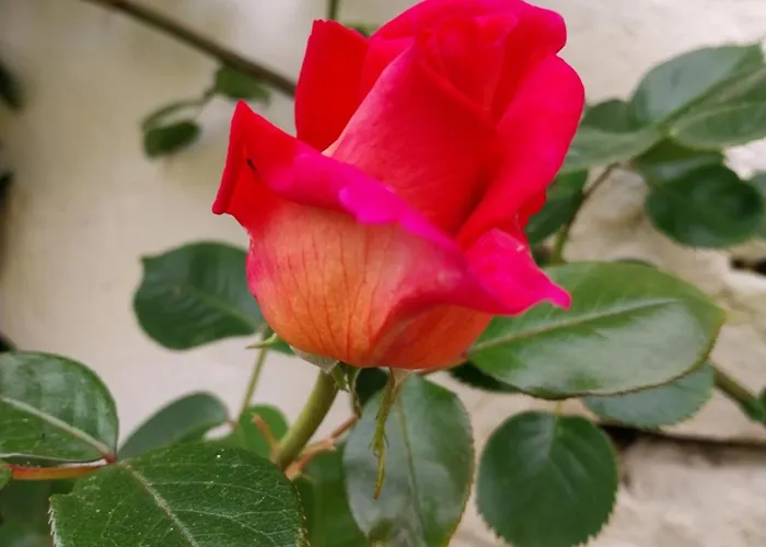 Oda ve Kahvaltı La Casa Gialla