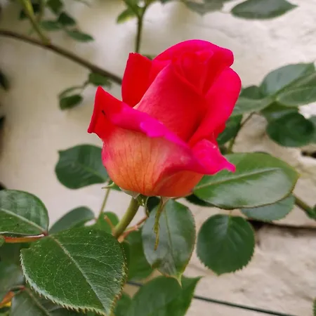 Bed and breakfast La Casa Gialla